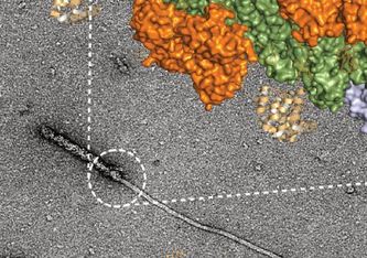 Elektronenmikroskopische Aufnahme des Übergangs zwischen dem Gefahrensensor NLRP3 und seinem Signalprotein, dargestellt in der Vergrößerung mit der berechneten Proteinstruktur. Abbildung: Inga V. Hochheiser