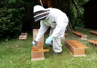 Aus dem Film *Das Bienendilemma"