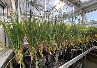 Weizen, der mit dem neuen TEgenesis-Verfahren gezüchtet wurde (Bild: Agroscope)