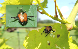 Grosses Bild: Japankäfer auf Weinrebe im Piemont, Fotografin: Cristina Marazzi, KPSD TI Oben links: Japankäfer, der typisches Alarmverhalten zeigt.