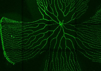 Die retinalen Blutgefäße (grün) in einem erwachsenen Zebrafischauge. UMM