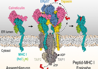 Mechanismus der MHC I-Assemblierung, Peptidepitop-Editierung und Qualitätskontrolle innerhalb des Peptidladekomplexes (PLC), der aus dem Antigen-Transportkomplex TAP1/2, den Chaperonen Calreticulin, ERp57 und Tapasin sowie MHC I-Molekülen besteht.