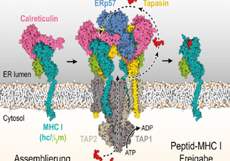 Mechanismus der MHC I-Assemblierung, Peptidepitop-Editierung und Qualitätskontrolle innerhalb des Peptidladekomplexes (PLC), der aus dem Antigen-Transportkomplex TAP1/2, den Chaperonen Calreticulin, ERp57 und Tapasin sowie MHC I-Molekülen besteht. 