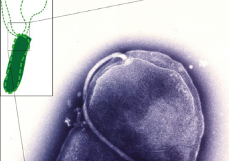 Die EM-Aufnahme (violett) zeigt das Ende eines stäbchenförmigen Helicobacter pylori-Bakteriums, an dem ein Flagellum angeheftet ist. Bildausschnitt links: Schema einer Bakterienzelle mit Propellerflagellen. Christine Josenhans and Shin-Ichi Aizawa, LMU