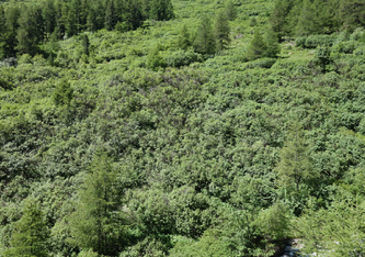 Werden Alpweiden nicht mehr genutzt, verbuschen sie (Foto: Markus Staudinger, Agroscope)