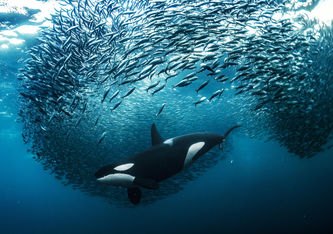 Photo: Andy Schmid, UN World Oceans Day 2023 photo competition