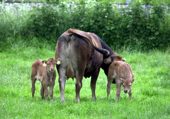 Mutterkuh mit Kälbern (Christian Gazzarin, Agroscope)