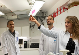 Betrachten ein neuropathologisches Großschnittpräparat (von links): Prof. Dr. Albert Becker, Dr. Juri-Alexander Witt und Annika Reimers im Institut für Neuropathologie am Universitätsklinikum Bonn. Foto: Barbara Frommann/Uni Bonn