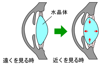 遠くを見る時、近くを見る時の目の仕組み