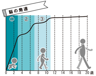 脳の発達