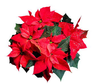 Der beliebte Weihnachtsstern ( Foto: pixabay.com / Gellinger)