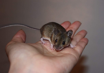 Waldmaus (Apodemus sylvaticus) | Foto: C. E. Noack