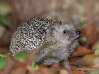 Igel (Foto: Andreas Hartl)