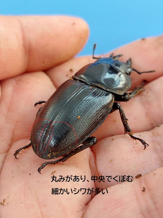 マツノ久留米の♀について - (久留米産オオクワガタ情報発信