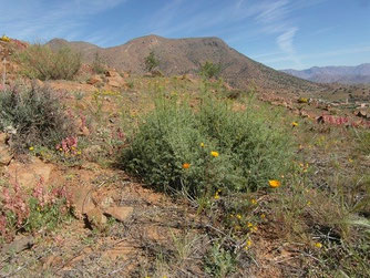 Akdal, locus typicus entre Tafraoute et le Col de Kerdous (Anti-Atlas sud-occidental), ©Frédérique Courtin 