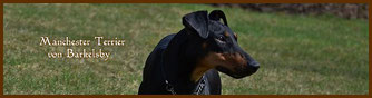 Manchester Terrier von Barkelsby Banner