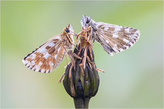 Dickkopffalter, Hesperiidae