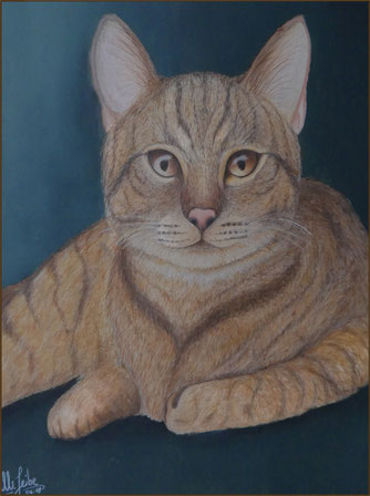 katzenportrait