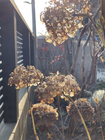 豊川 蒲郡 庭工事 外構 造園 豊橋　紅葉 イロハモミジ