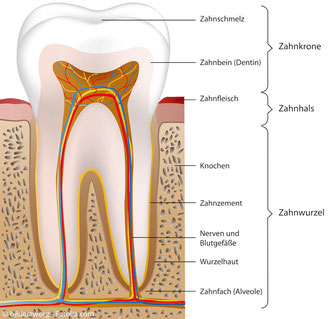 Anatomischer Aufbau eines Zahnes mit der sog. "Pulpa" im Inneren
