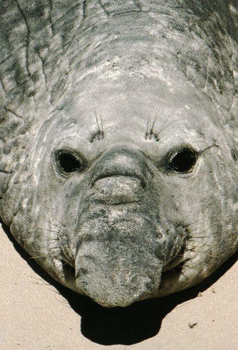 A bull southern elephant seal, the largest flesh-eating mammal, resting ashore between deep dives for piscine prey; Valdez Peninsula, Argentina.