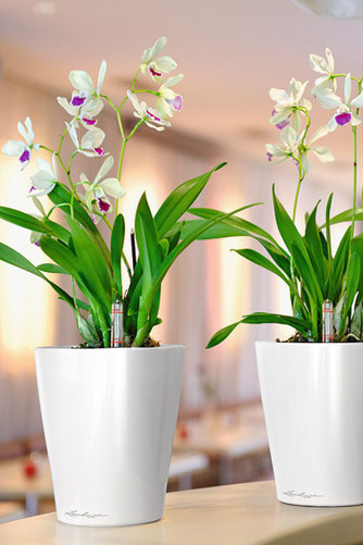 orchidee, orchideen, phalaenopsis, orchideen pflege, orchideenarten, orchideen pflegen, orchideenpflege, pflege orchideen, orchidee pflege, orchideen schneiden, orchideen düngen, orchideen krankheiten, orchideen züchten, orchideen gießen