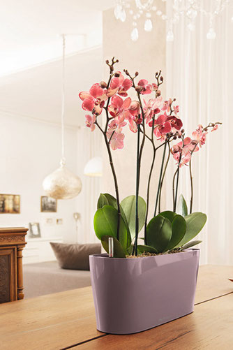 orchidee, orchideen, phalaenopsis, orchideen pflege, orchideenarten, orchideen pflegen, orchideenpflege, pflege orchideen, orchidee pflege, orchideen schneiden, orchideen düngen, orchideen krankheiten, orchideen züchten, orchideen gießen