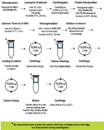 bacterial DNA purification Kit