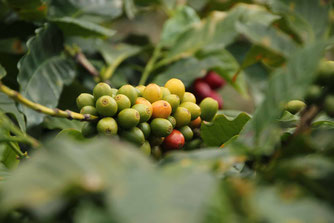 Coffee cherries ripening
