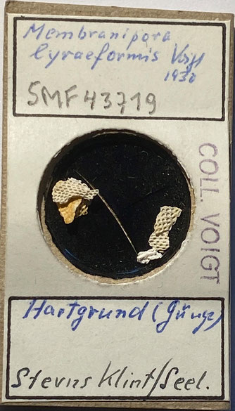 Senckenberg, Bryozoa, Bryozoen, Moostierchen, Sammlung Voigt