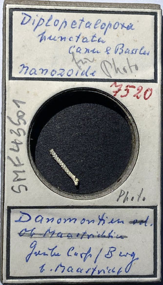 Senckenberg, Bryozoa, Bryozoen, Moostierchen, Sammlung Voigt