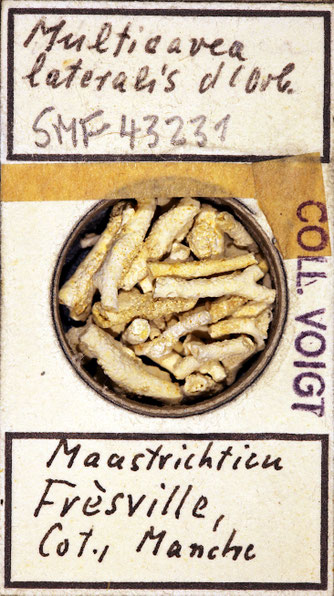 Senckenberg, Bryozoa, Bryozoen, Moostierchen, Sammlung Voigt