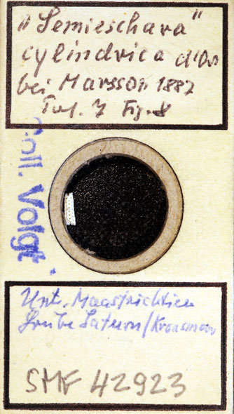 Senckenberg, Bryozoa, Bryozoen, Moostierchen, Sammlung Voigt