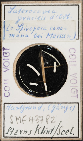 Senckenberg, Bryozoa, Bryozoen, Moostierchen, Sammlung Voigt