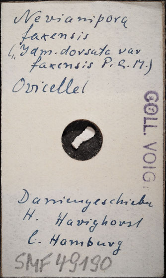 Senckenberg, Bryozoa, Bryozoen, Moostierchen, Sammlung Voigt