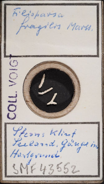 Senckenberg, Bryozoa, Bryozoen, Moostierchen, Sammlung Voigt