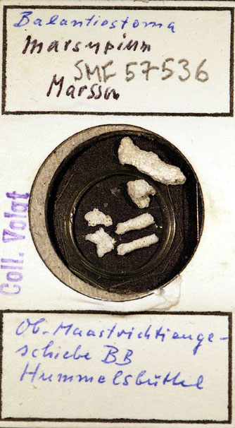 Senckenberg, Bryozoa, Bryozoen, Moostierchen, Sammlung Voigt