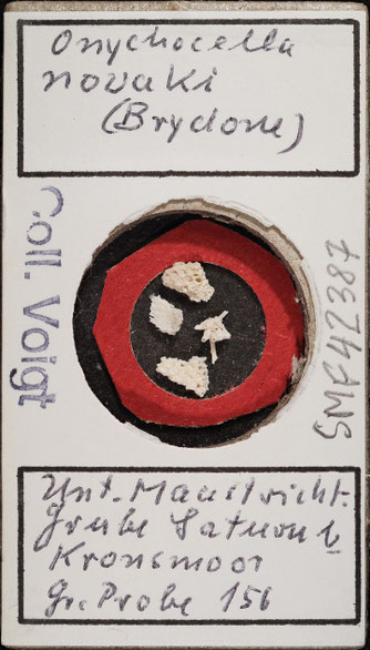 Senckenberg, Bryozoa, Bryozoen, Moostierchen, Sammlung Voigt