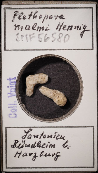 Senckenberg, Bryozoa, Bryozoen, Moostierchen, Sammlung Voigt