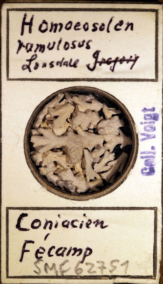 Senckenberg, Bryozoa, Bryozoen, Moostierchen, Sammlung Voigt