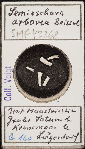 Senckenberg, Bryozoa, Bryozoen, Moostierchen, Sammlung Voigt
