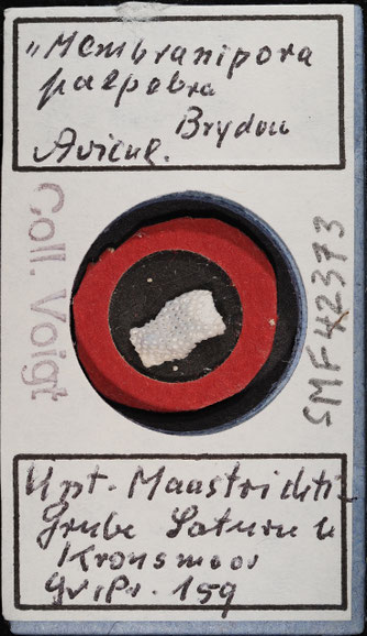 Senckenberg, Bryozoa, Bryozoen, Moostierchen, Sammlung Voigt