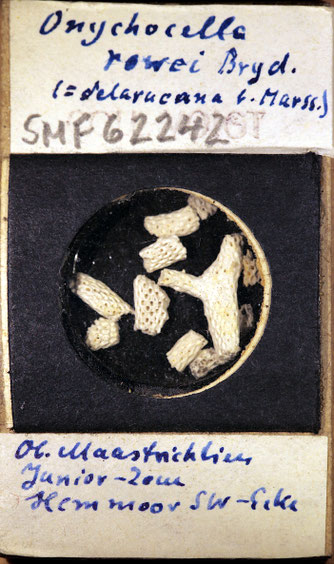 Senckenberg, Bryozoa, Bryozoen, Moostierchen, Sammlung Voigt