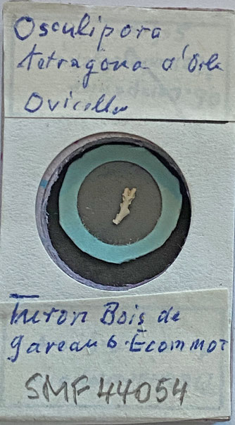 Senckenberg, Bryozoa, Bryozoen, Moostierchen, Sammlung Voigt