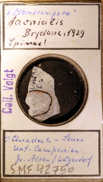 Senckenberg, Bryozoa, Bryozoen, Moostierchen, Sammlung Voigt