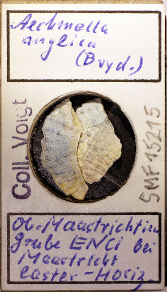 Senckenberg, Bryozoa, Bryozoen, Moostierchen, Sammlung Voigt
