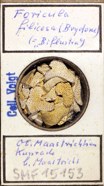 Senckenberg, Bryozoa, Bryozoen, Moostierchen, Sammlung Voigt