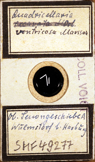 Senckenberg, Bryozoa, Bryozoen, Moostierchen, Sammlung Voigt