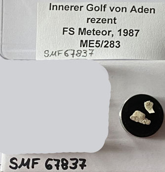 Senckenberg, Bryozoa, Bryozoen, Moostierchen, Sammlung Voigt