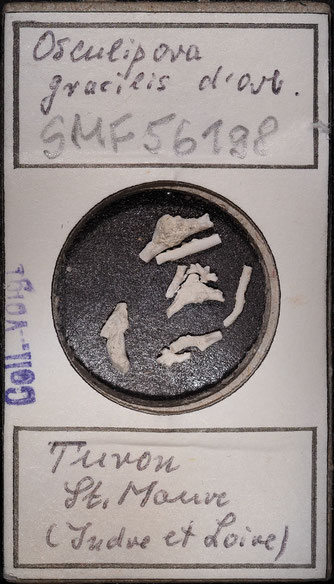 Senckenberg, Bryozoa, Bryozoen, Moostierchen, Sammlung Voigt